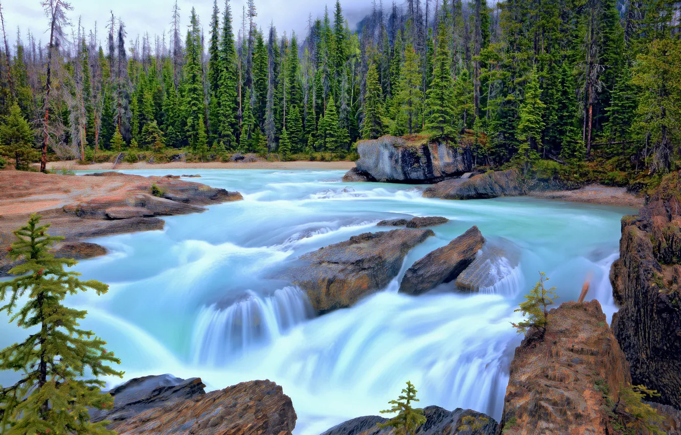 Photo wallpaper forest, trees, river, ate, Canada, Canada, British Columbia, British Columbia
