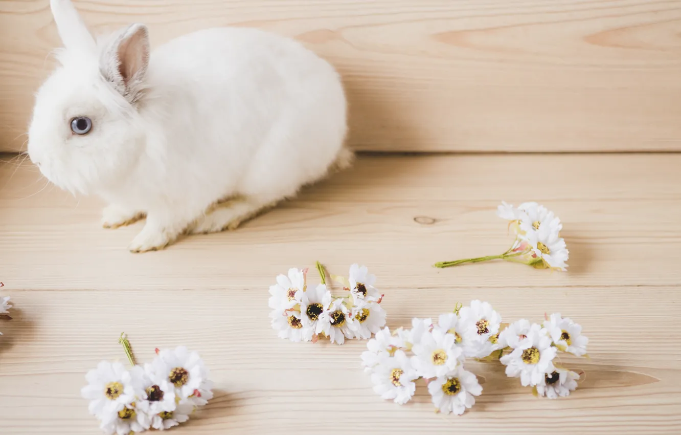 Photo wallpaper white, flowers, animal, rabbit