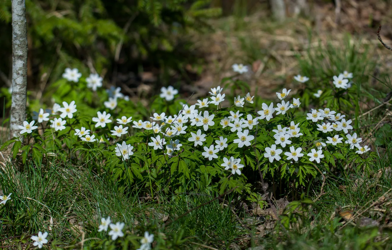 Photo wallpaper Anemone Asherah, flowers, nature, spring, forest