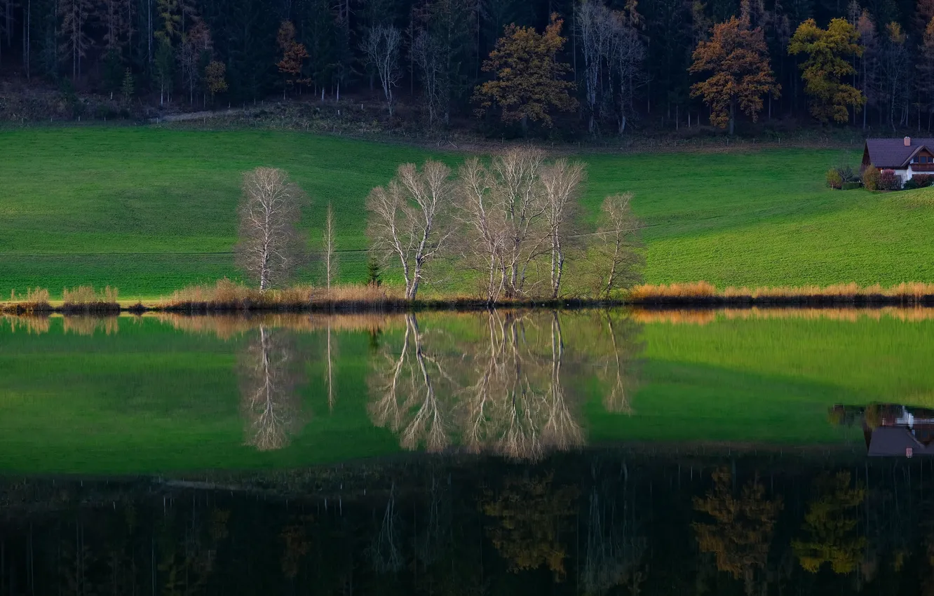 Photo wallpaper greens, autumn, forest, grass, trees, branches, green, lake