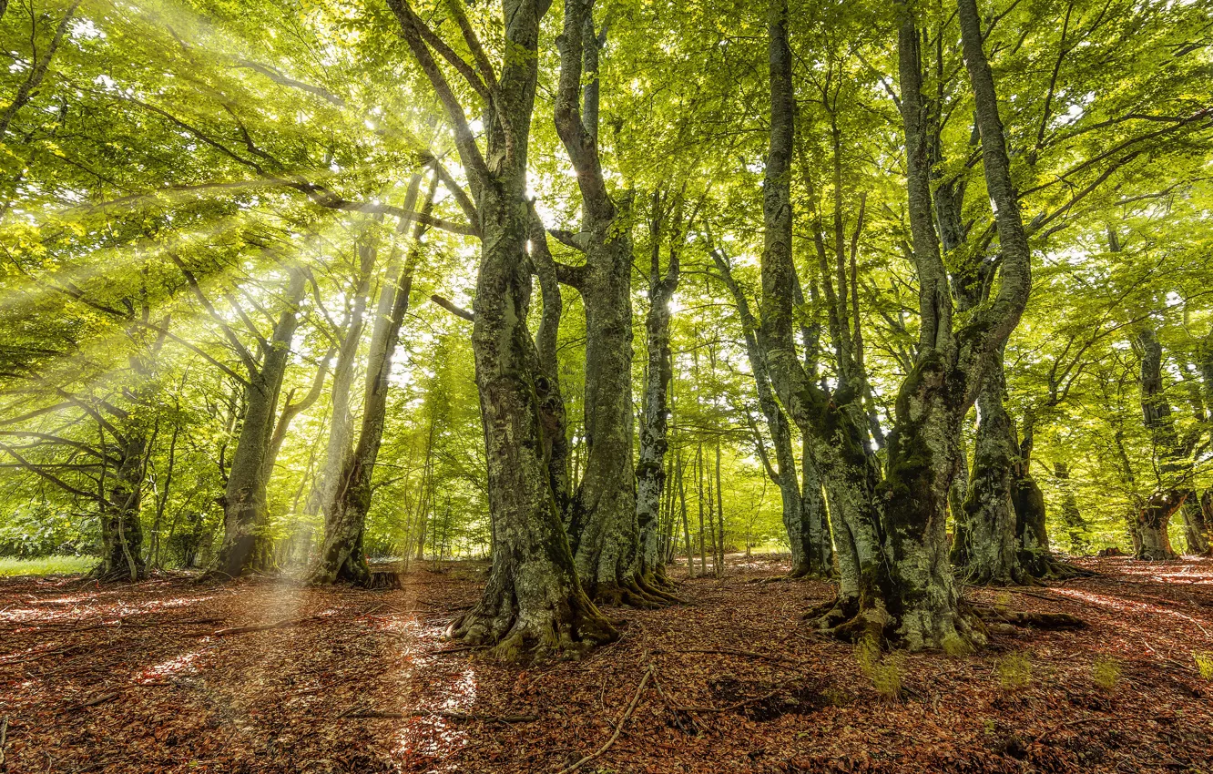 Photo wallpaper greens, autumn, forest, rays, light, foliage, the end of summer