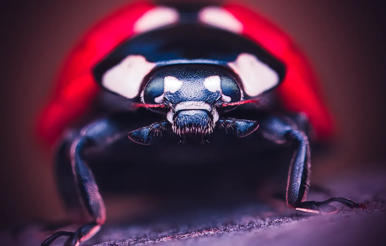 Photo wallpaper macro, ladybug, beetle, insect