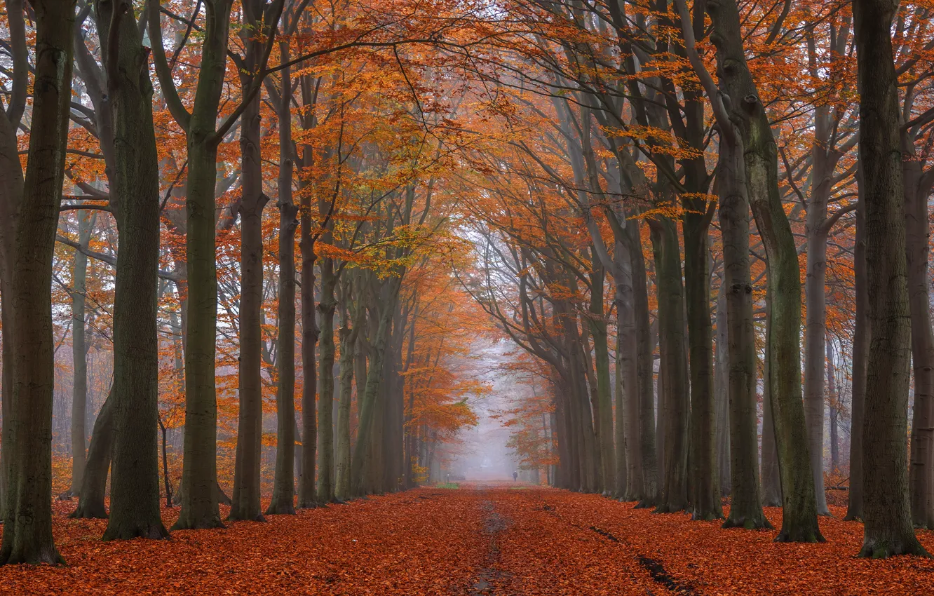 Photo wallpaper road, autumn, forest, trees, branches, nature, fog, Park