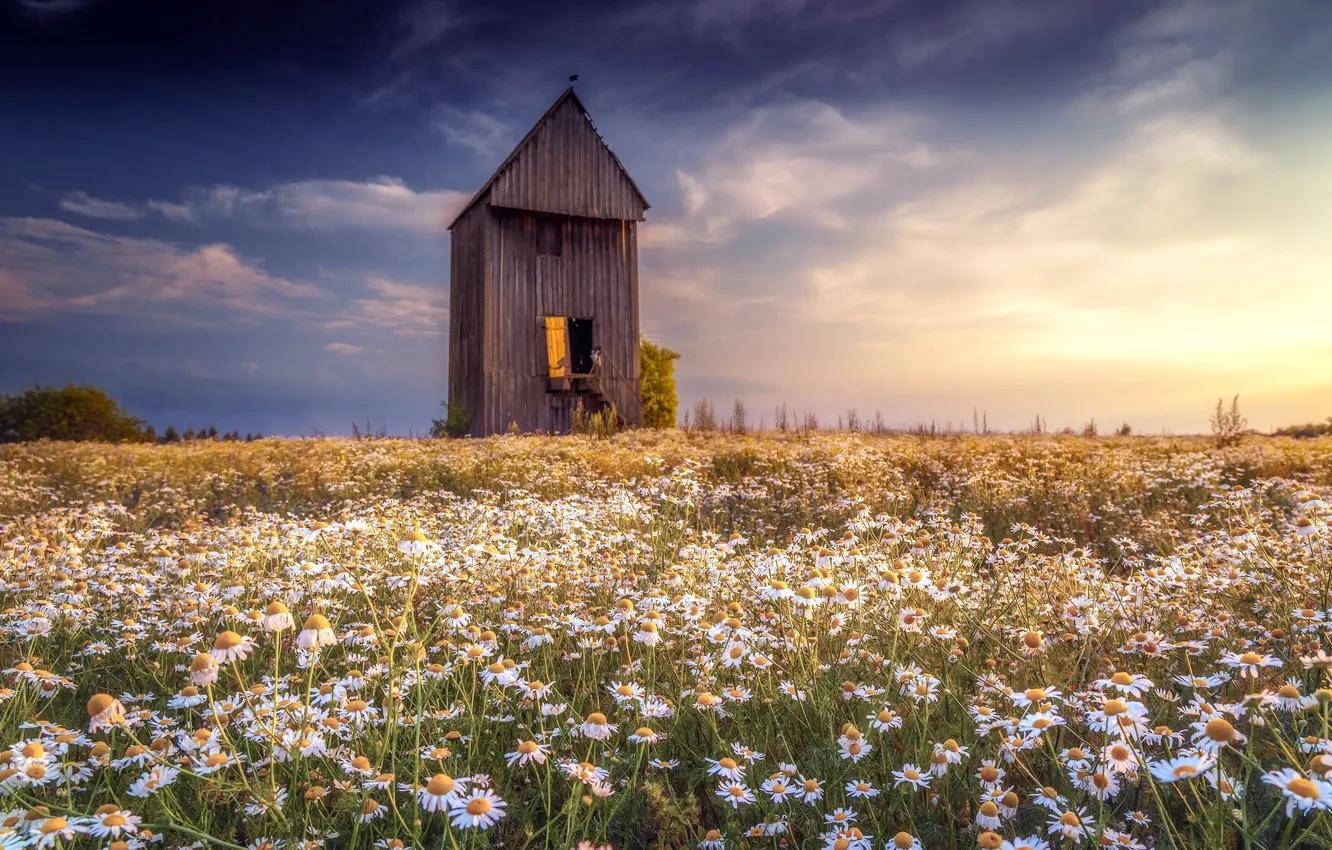Photo wallpaper field, summer, chamomile