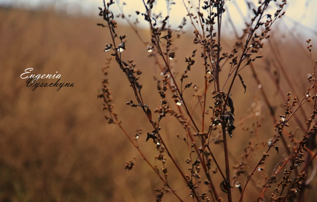 Photo wallpaper grass, nature, orange