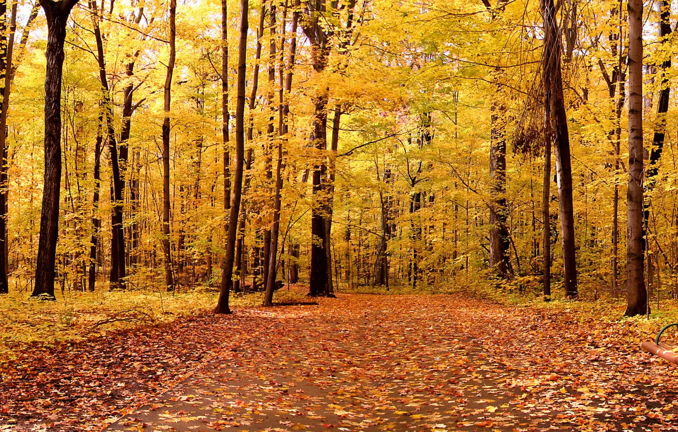 Photo wallpaper autumn, leaves, trees, landscape, nature, Park, trees, landscape