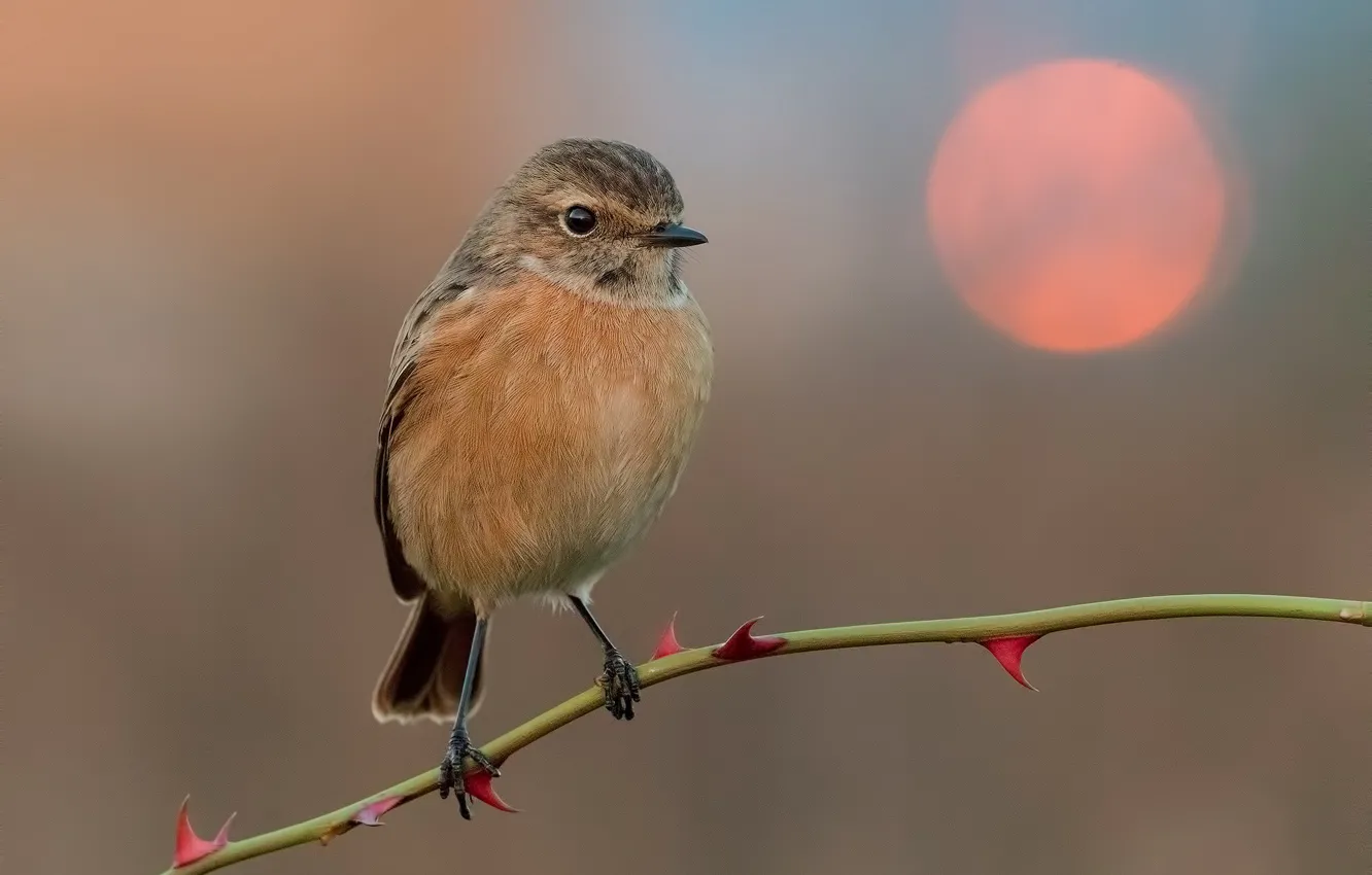 Photo wallpaper branches, bird, mint