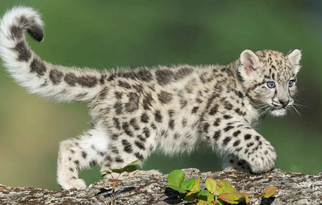 Photo wallpaper leopard, animal, wildlife, snow leopard cub