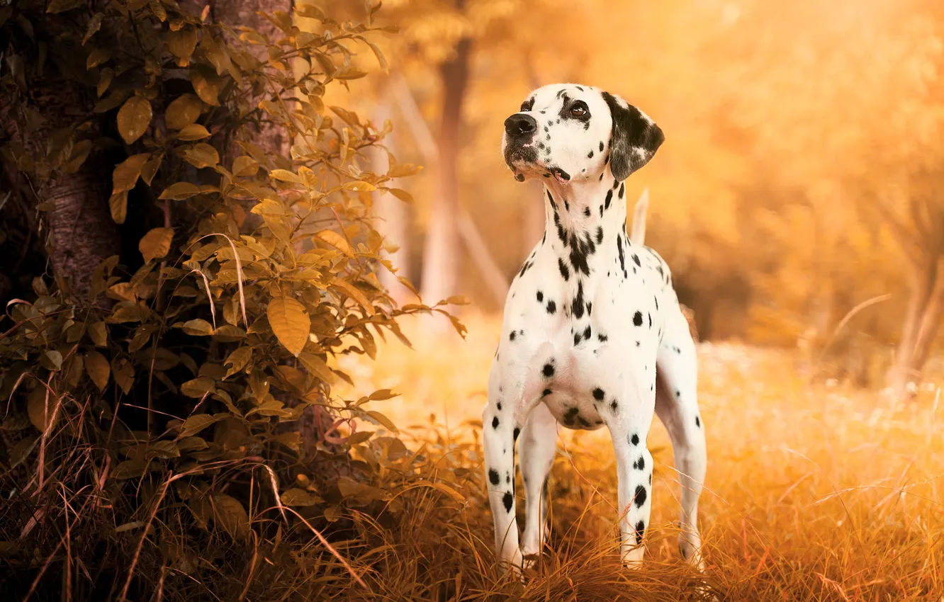 Photo wallpaper look, nature, foliage, dog, puppy, Dalmatians, orange background, face