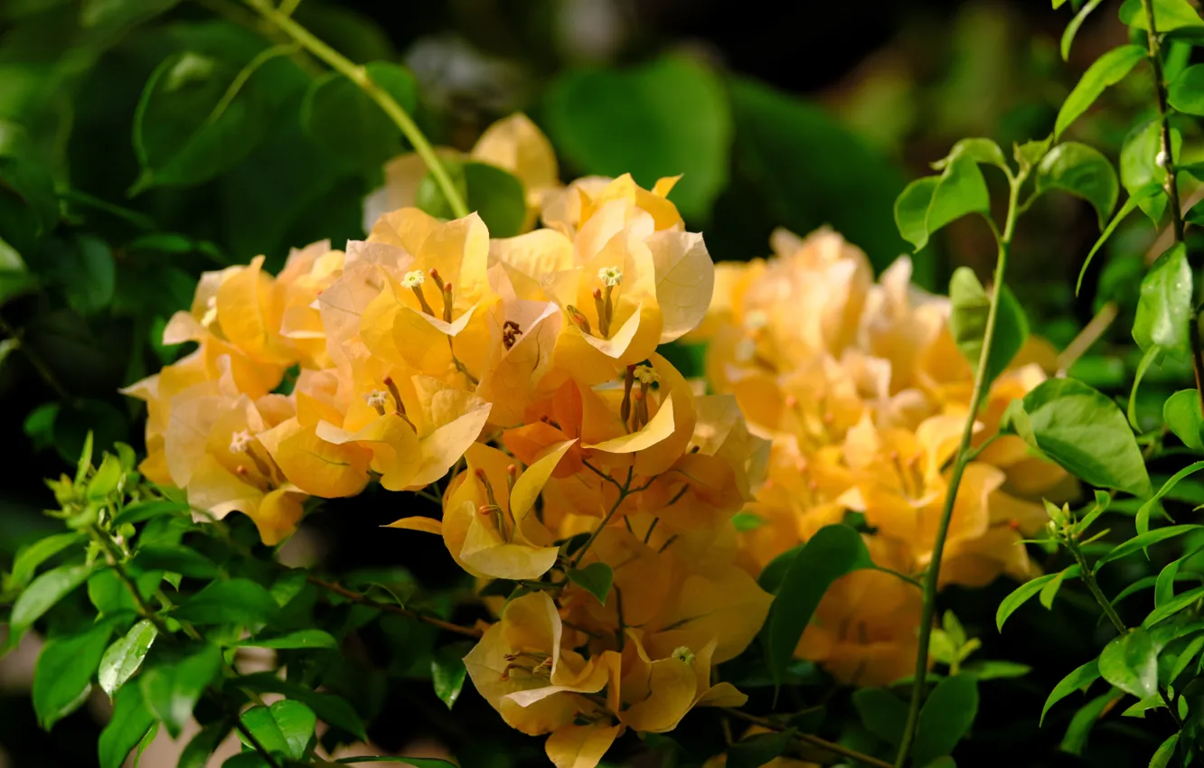 Photo wallpaper flowers, orange, nature