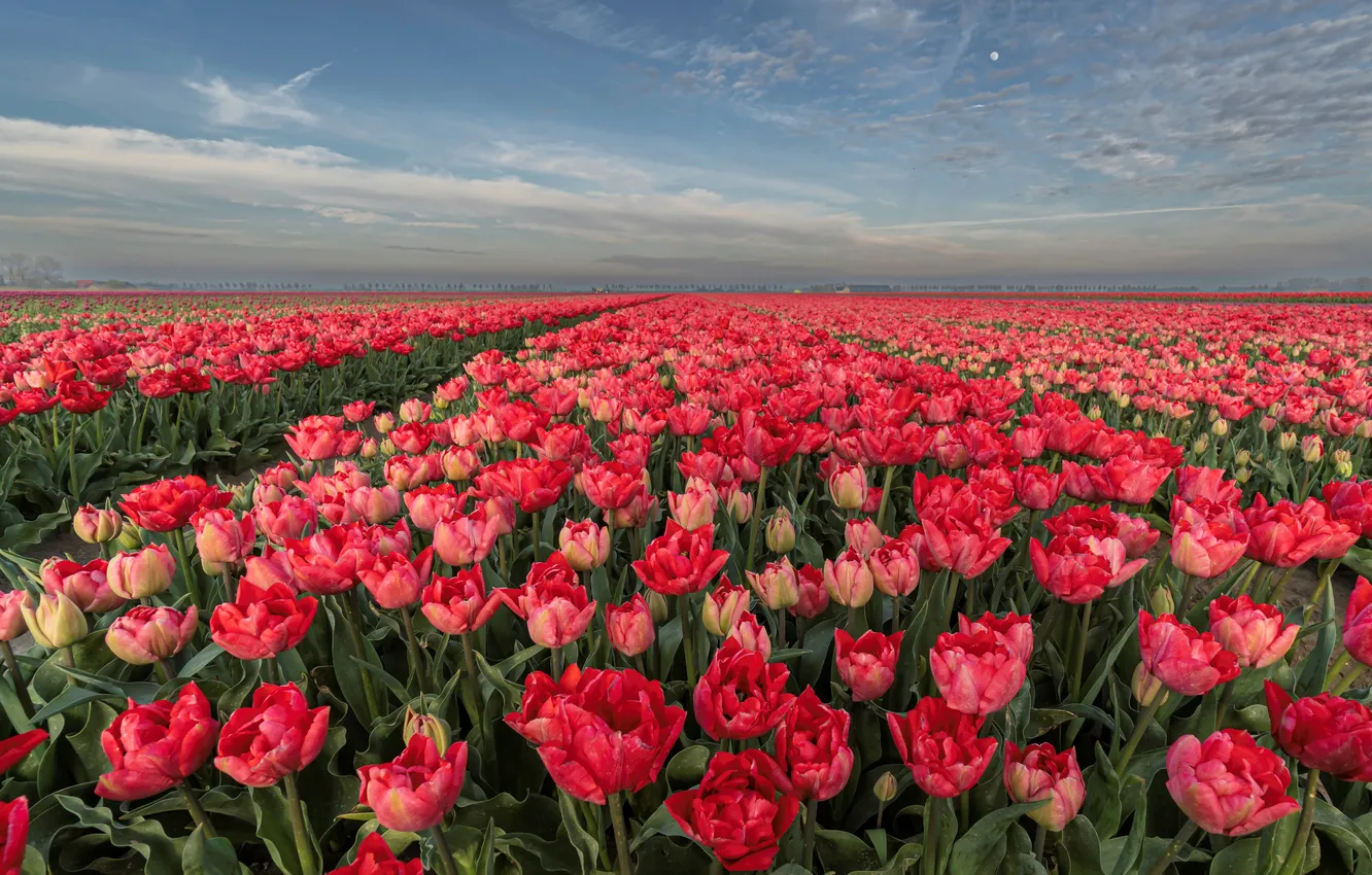 Photo wallpaper field, the sky, clouds, flowers, the moon, spring, dal, morning
