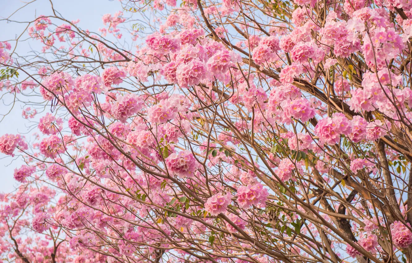Photo wallpaper flowers, branches, spring, pink, flowering, pink, blossom, flowers