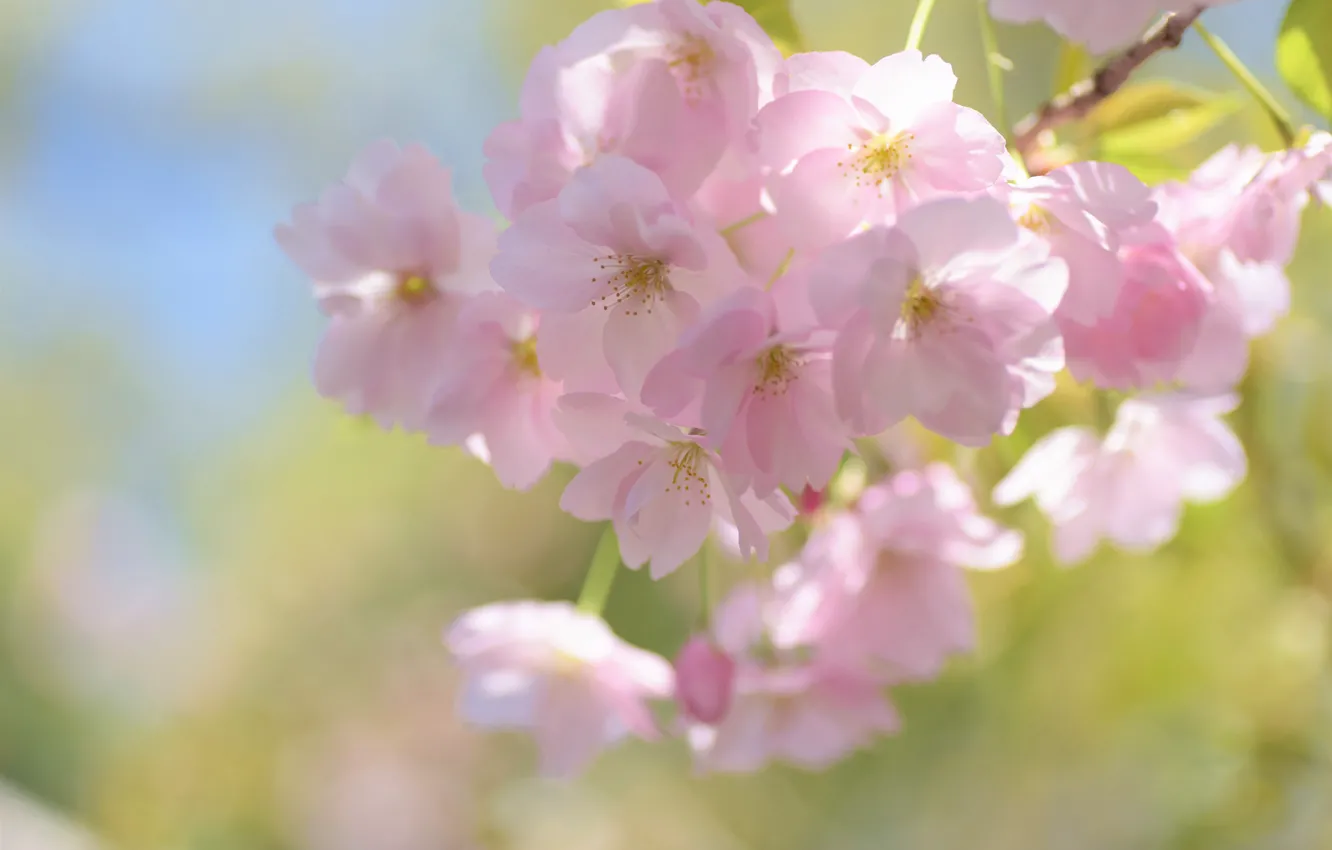 Photo wallpaper macro, flowers, branches, cherry, flowering, bokeh