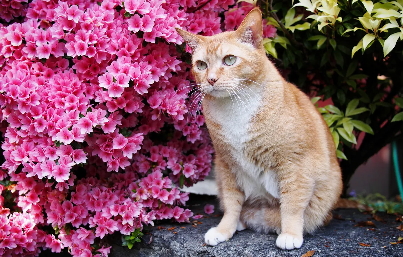 Photo wallpaper flowers, flowering shrub, red cat