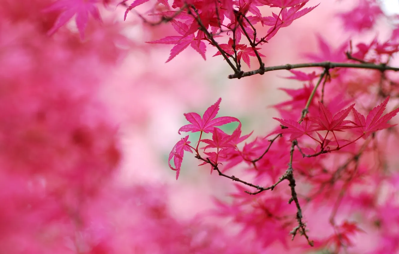 Photo wallpaper autumn, leaves, trees, autumn