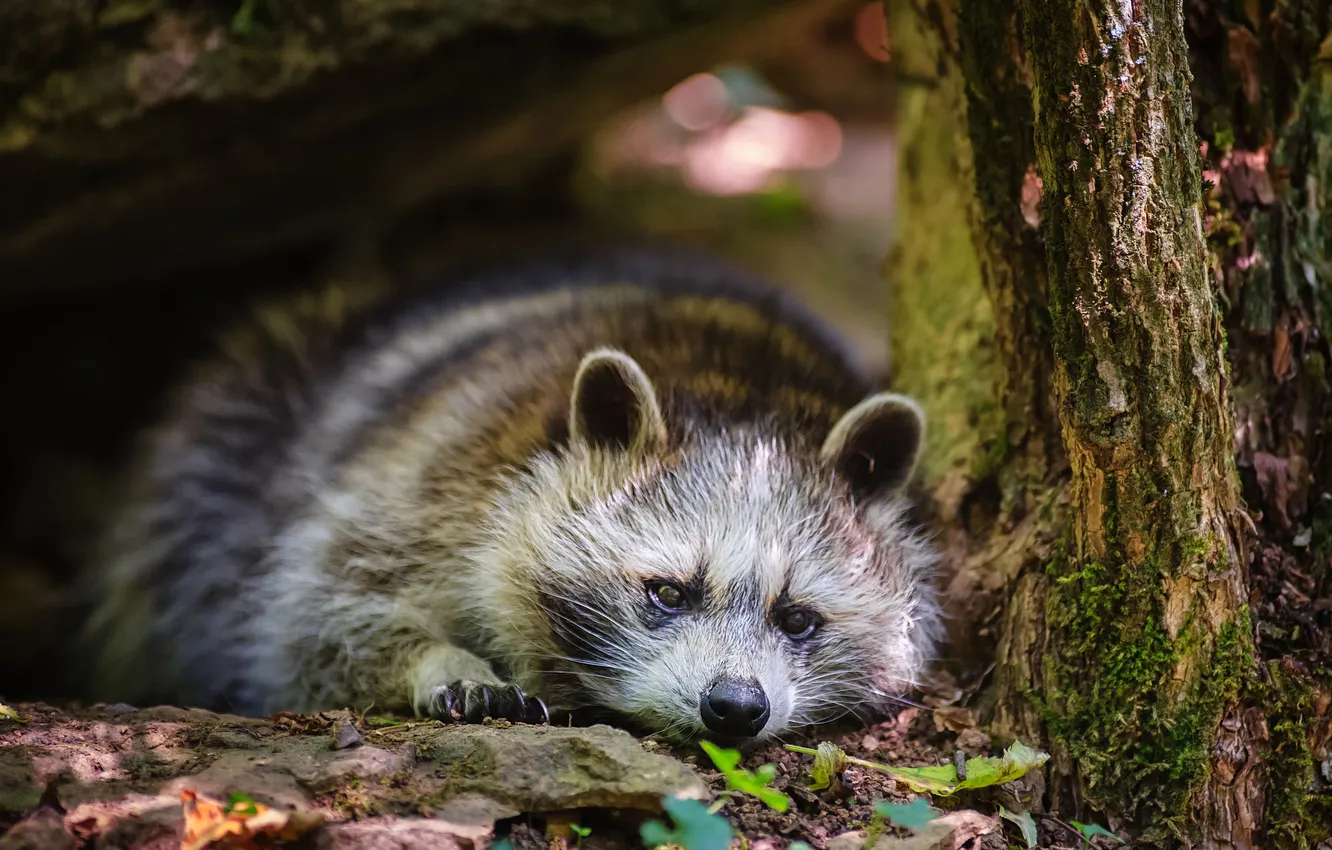 Photo wallpaper look, trees, raccoon