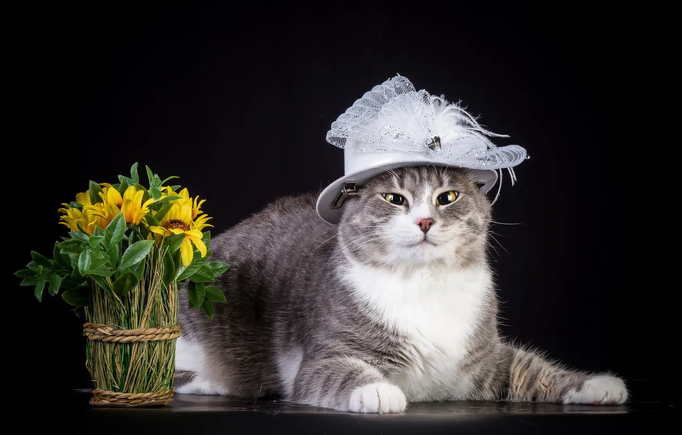 Photo wallpaper cat, flowers, hat