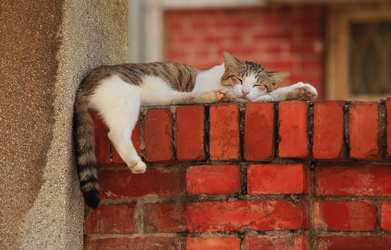 Photo wallpaper cat, wall, stay, paws