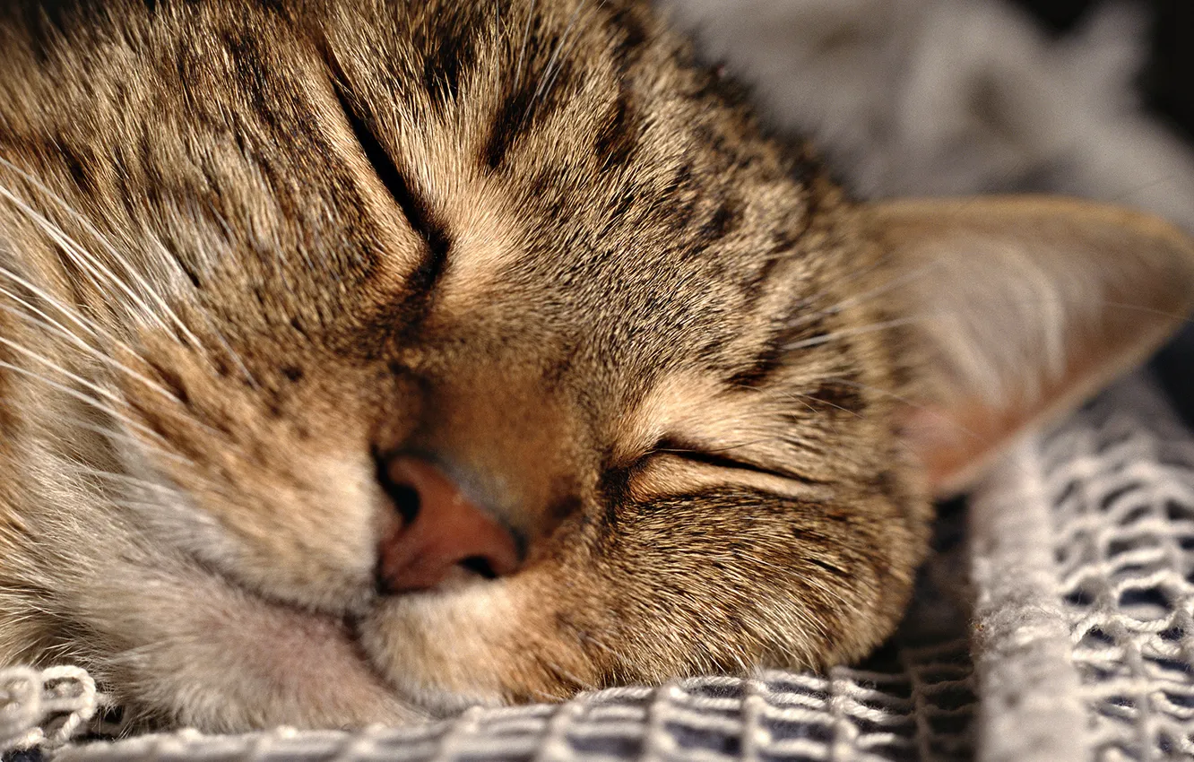 Photo wallpaper cat, smile, sleeping