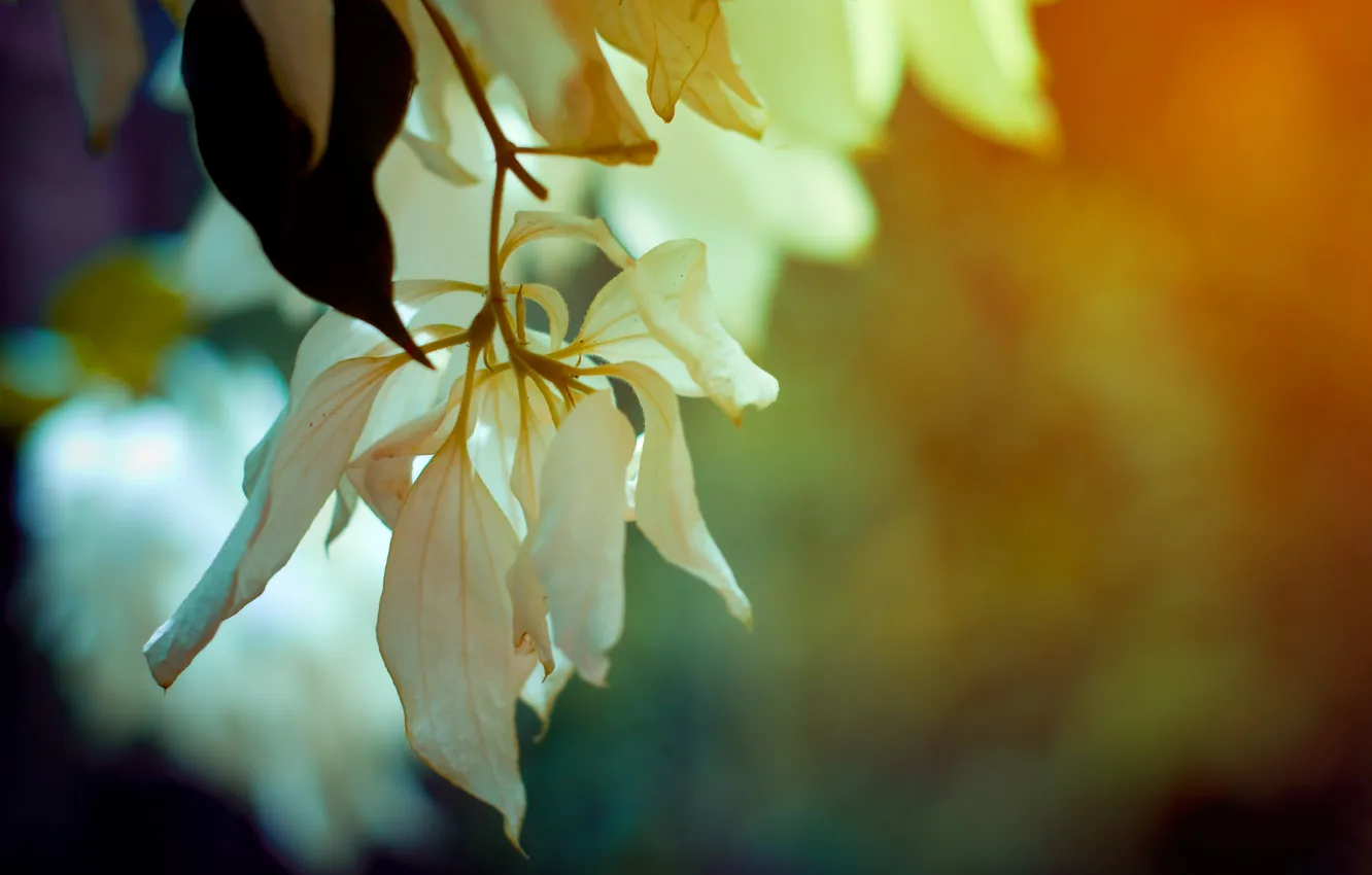 Photo wallpaper macro, flowers, branches, spring, flowers, colours, spring