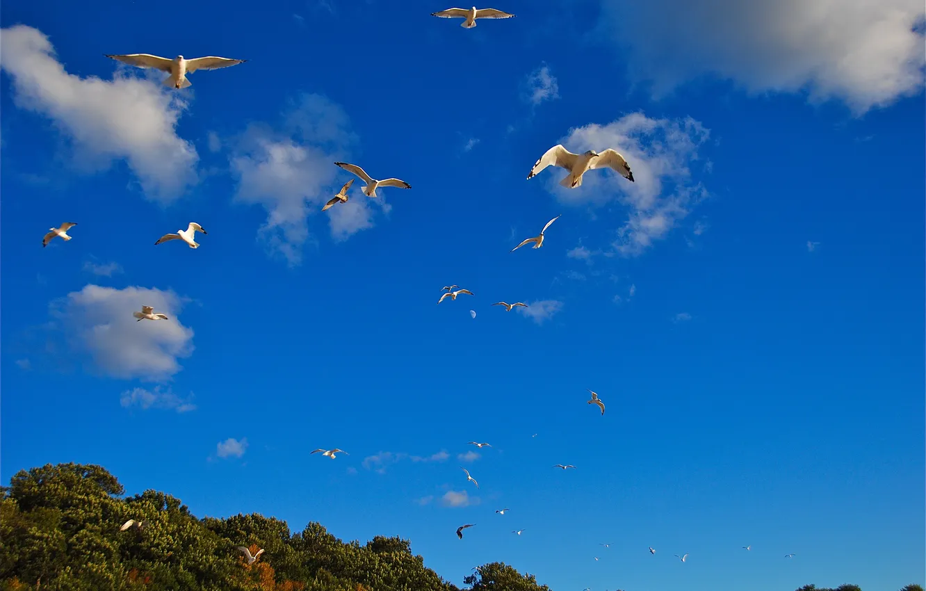 Photo wallpaper the sky, clouds, bird, seagulls
