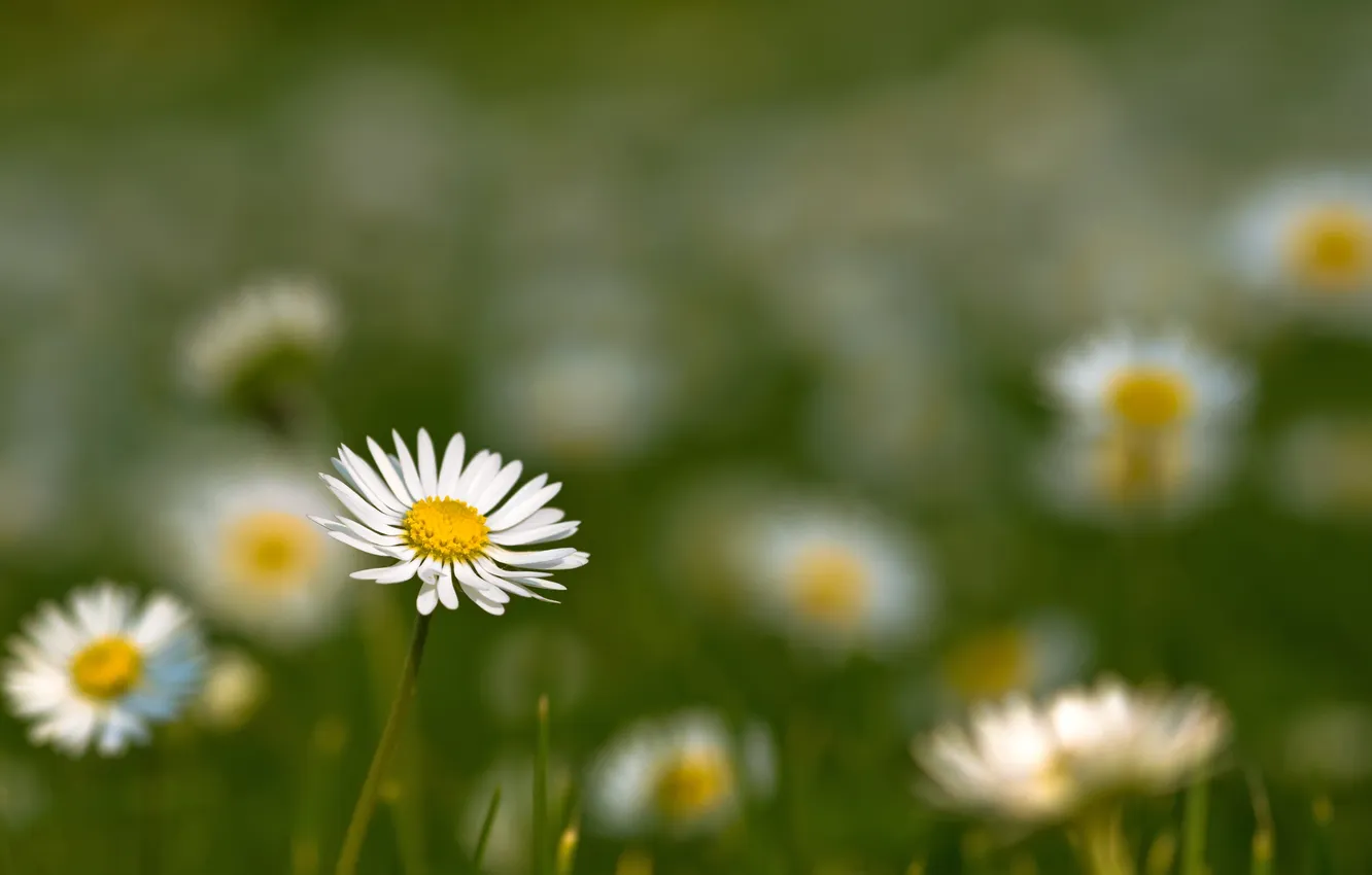 Photo wallpaper field, summer, flowers, nature, photo, Wallpaper, chamomile, picture