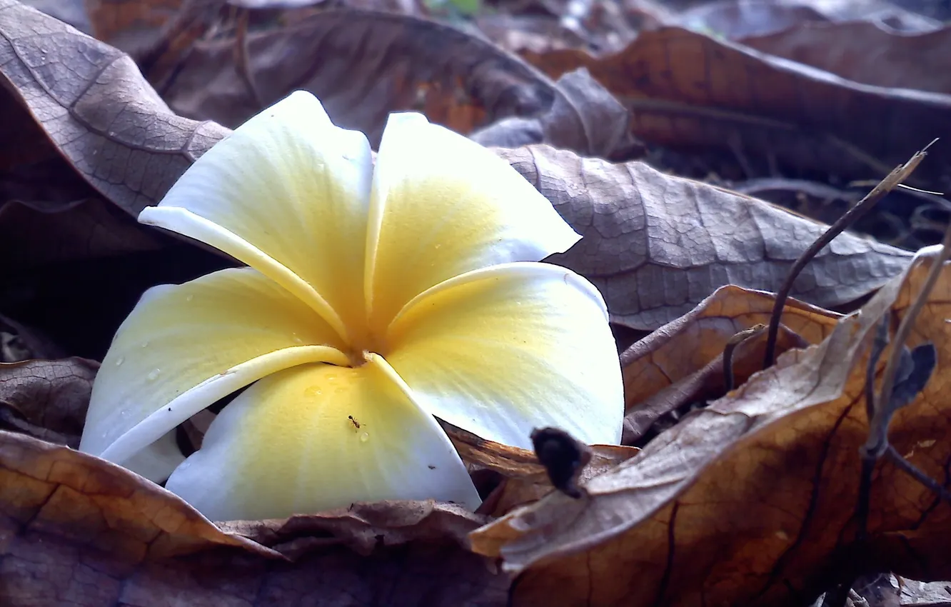 Photo wallpaper leaves, flowers, nature, sprig, petals