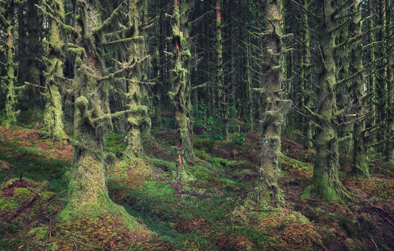 Photo wallpaper forest, trees, woods, wilderness, scotland