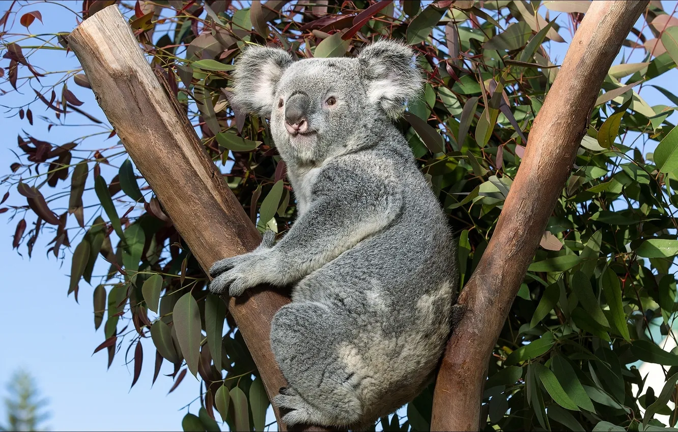 Photo wallpaper animal, zoo, Koala, San Diego