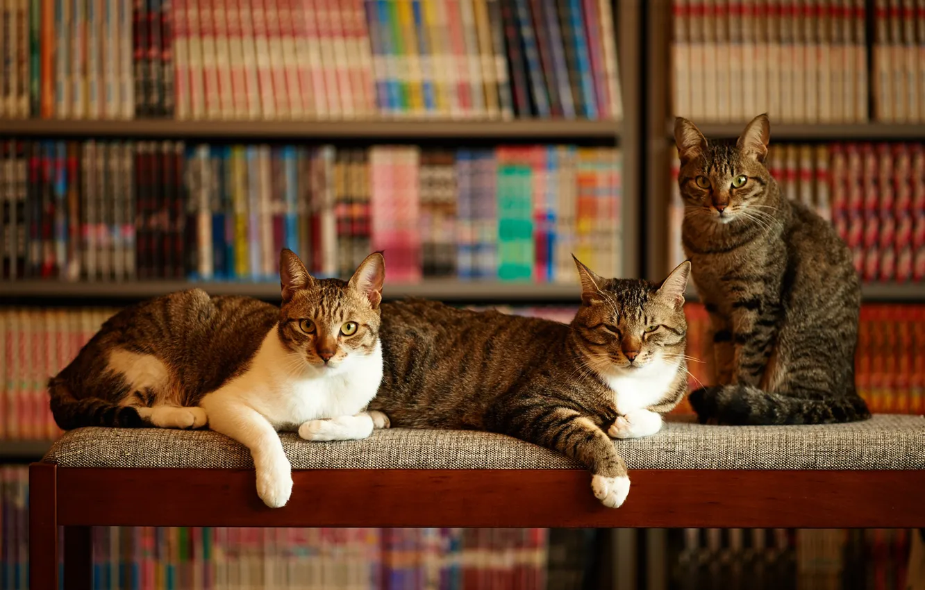 Photo wallpaper cats, house, three
