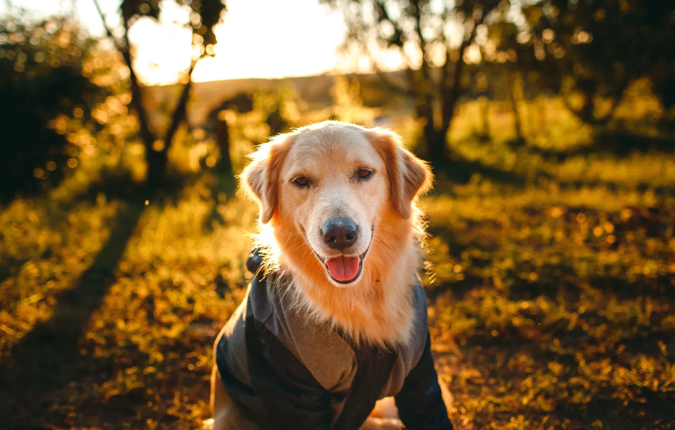 Photo wallpaper dog, Golden Retriever, golden retriever, hunting dog, hunting dog, Helena Lopes