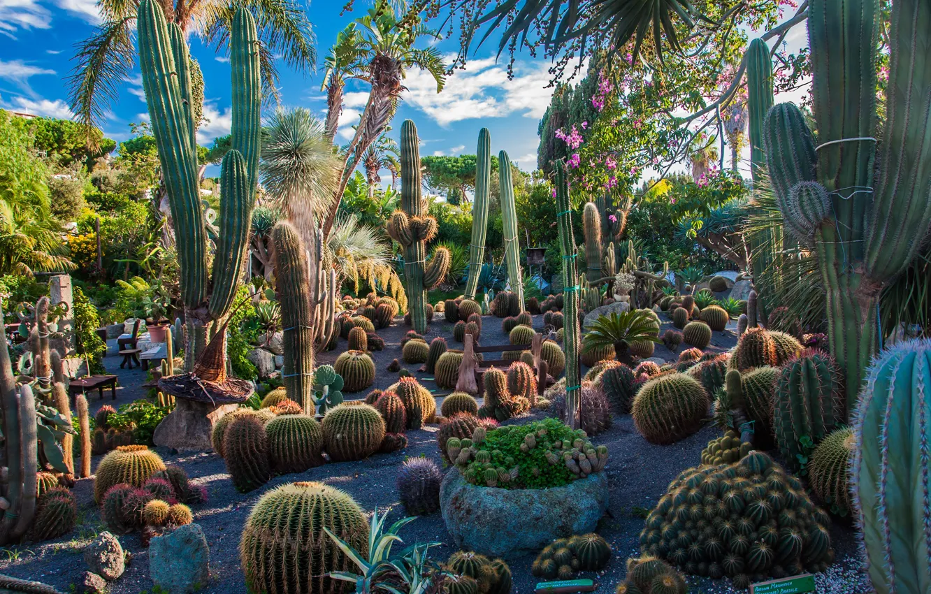 Photo wallpaper greens, the sky, the sun, clouds, trees, flowers, garden, cactus