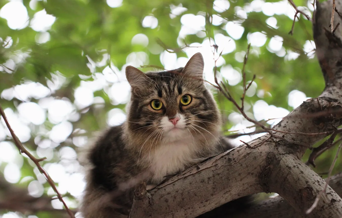 Photo wallpaper cat, background, tree, bokeh