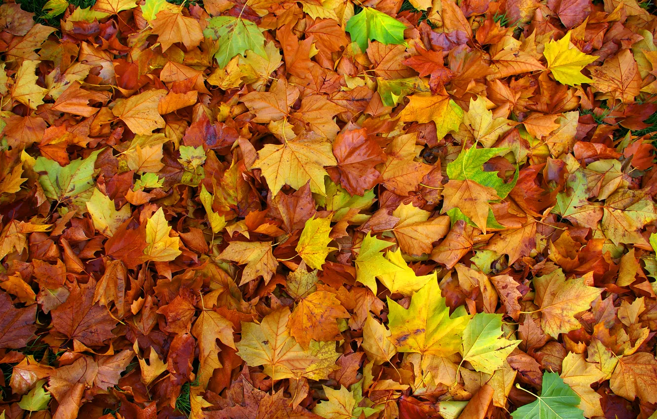 Photo wallpaper autumn, leaves, carpet, color, maple