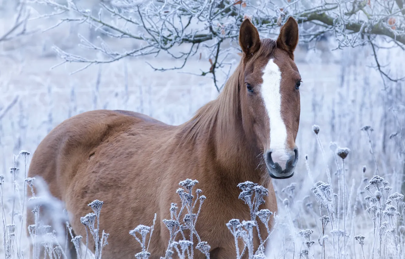 Photo wallpaper frost, grass, horse, horse