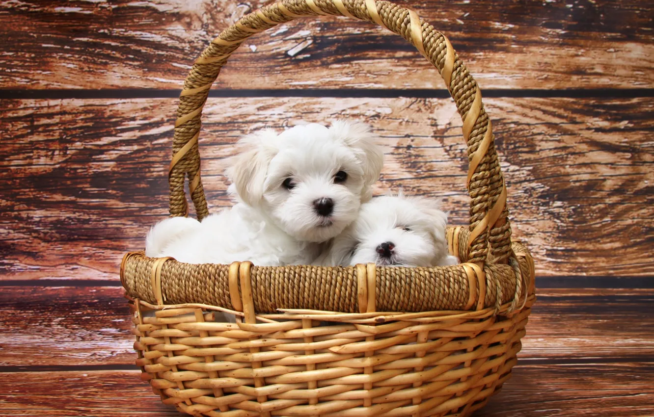 Photo wallpaper white, puppy, dog, timber, dogs, basket, pet, puppies