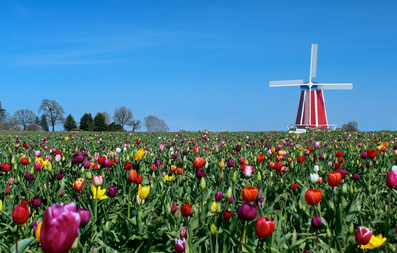 Photo wallpaper the sky, flowers, meadow, tulips, windmill
