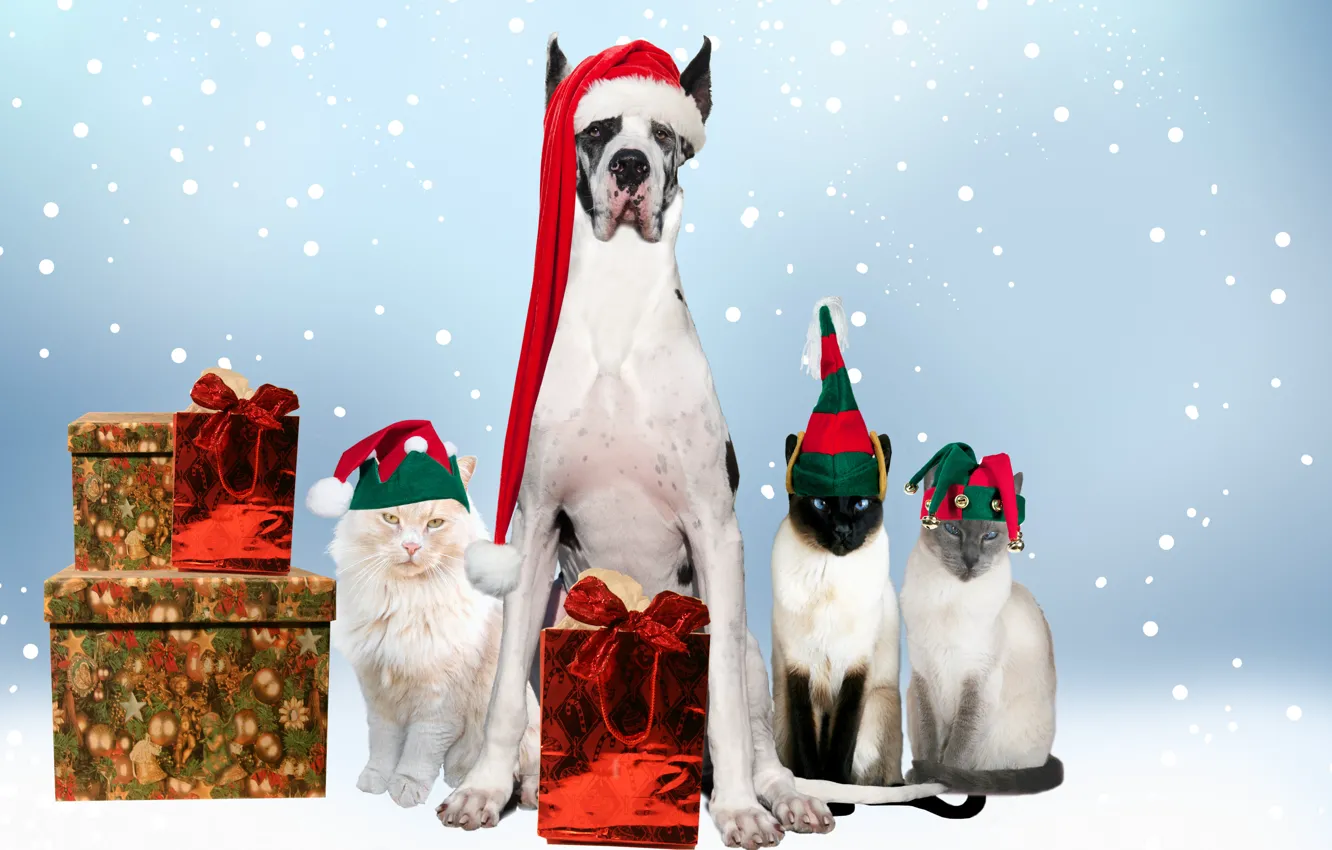 Photo wallpaper balls, decoration, holiday, dog, New Year, Christmas, Christmas, as