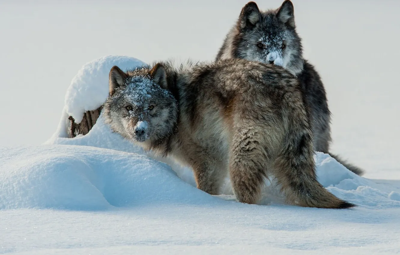 Photo wallpaper Predator, wolf, portrait, portrait., Canis lupus. face