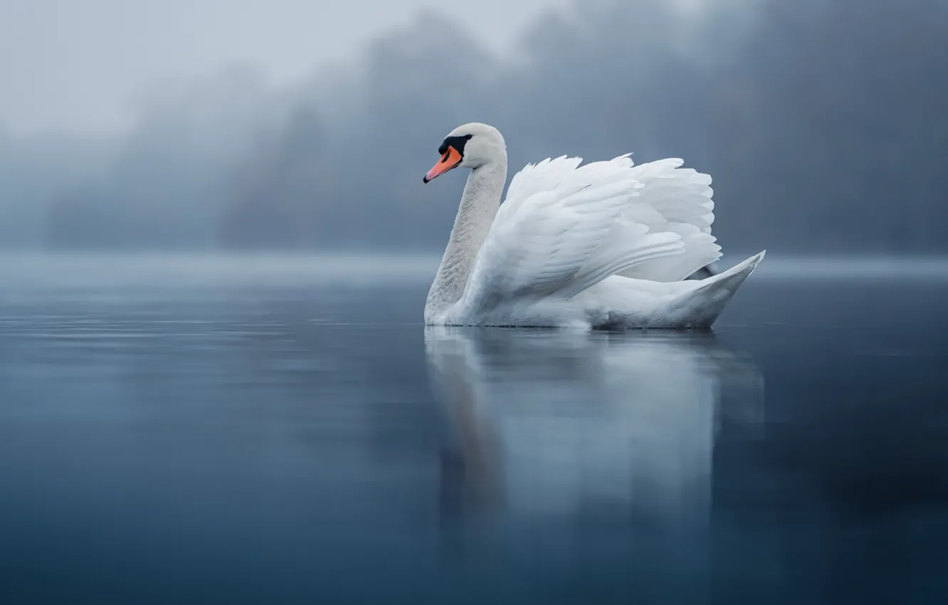 Photo wallpaper nature, fog, bird, Swan