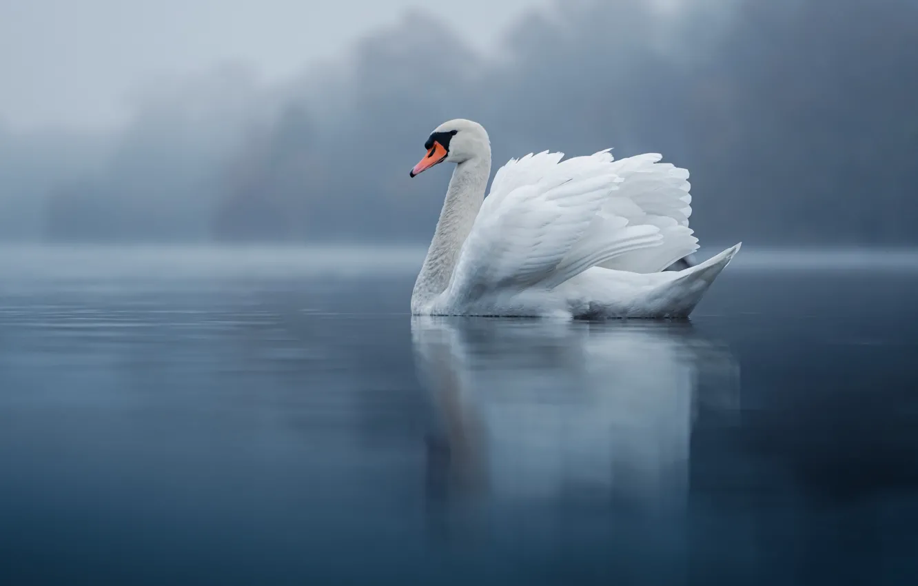 Photo wallpaper nature, fog, bird, swans
