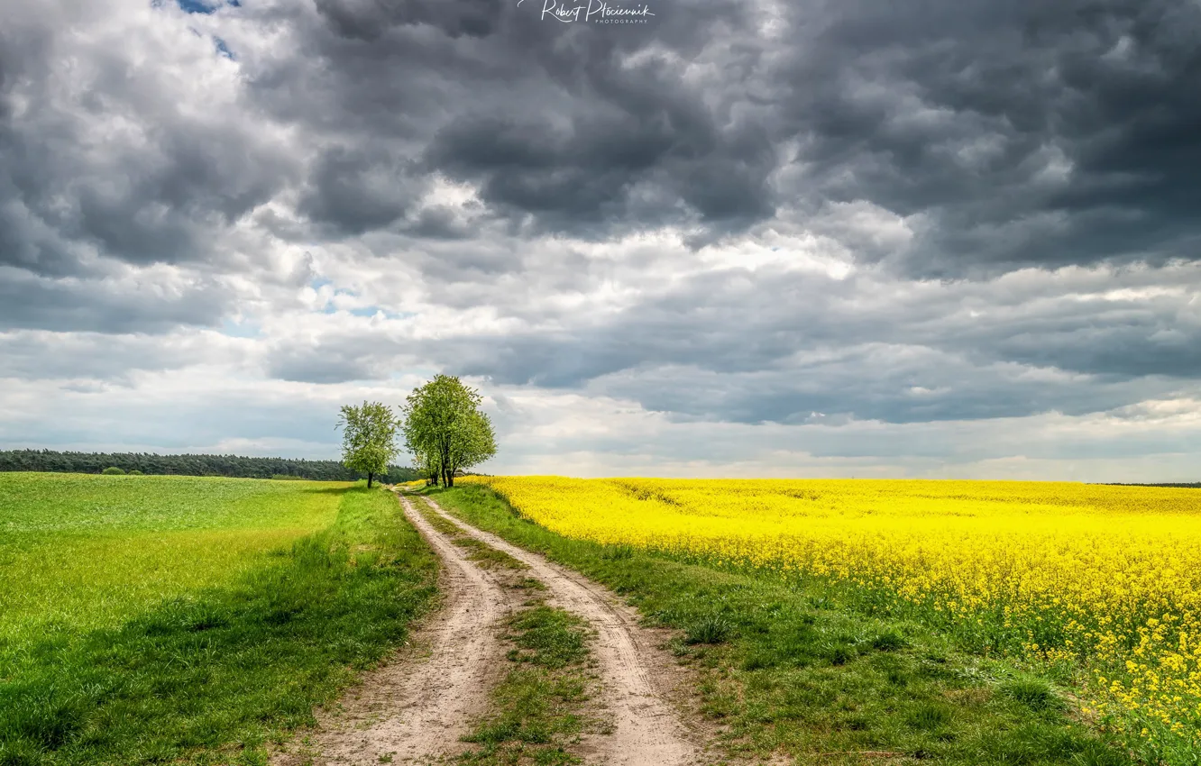 Photo wallpaper road, field, the sky, clouds, flowers, Ptоciennik Robert
