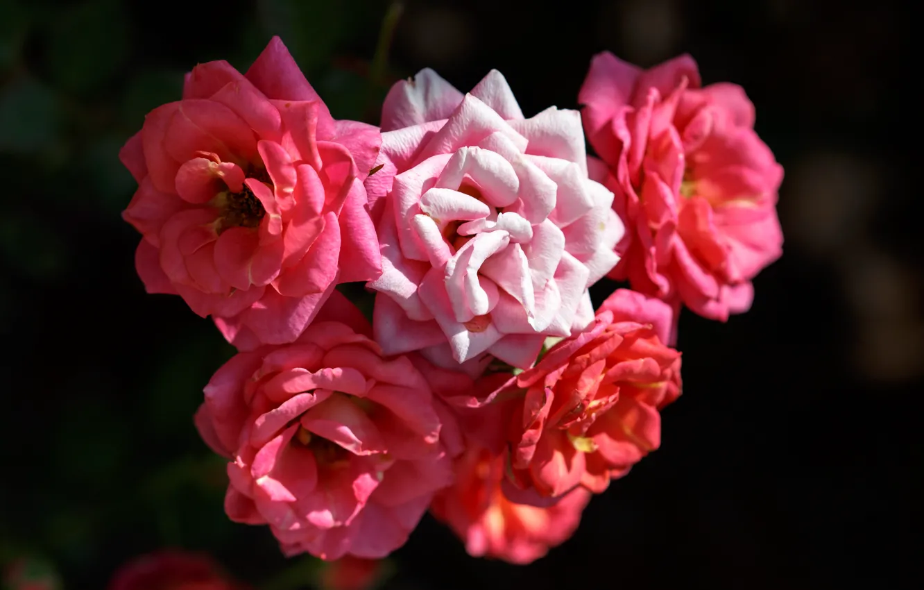 Photo wallpaper roses, pink, rose, pink