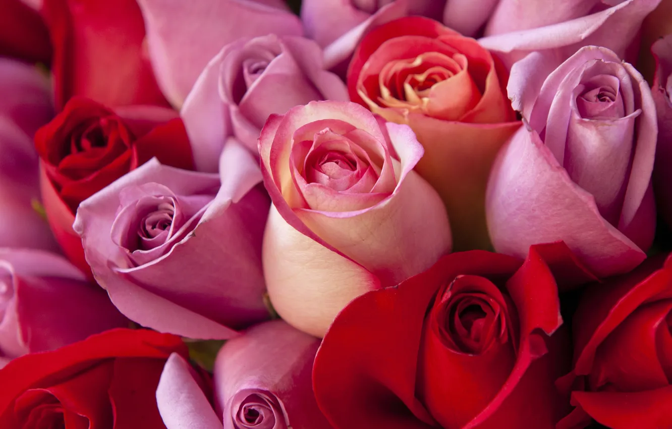Photo wallpaper macro, flowers, roses, bouquet, red, pink, buds, a lot