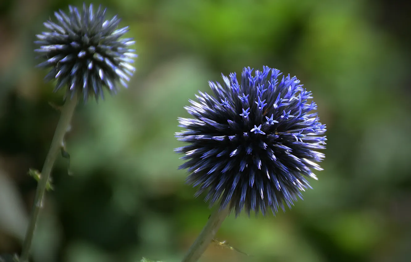Photo wallpaper flowers, Echinops, blue flowers, Blue flowers