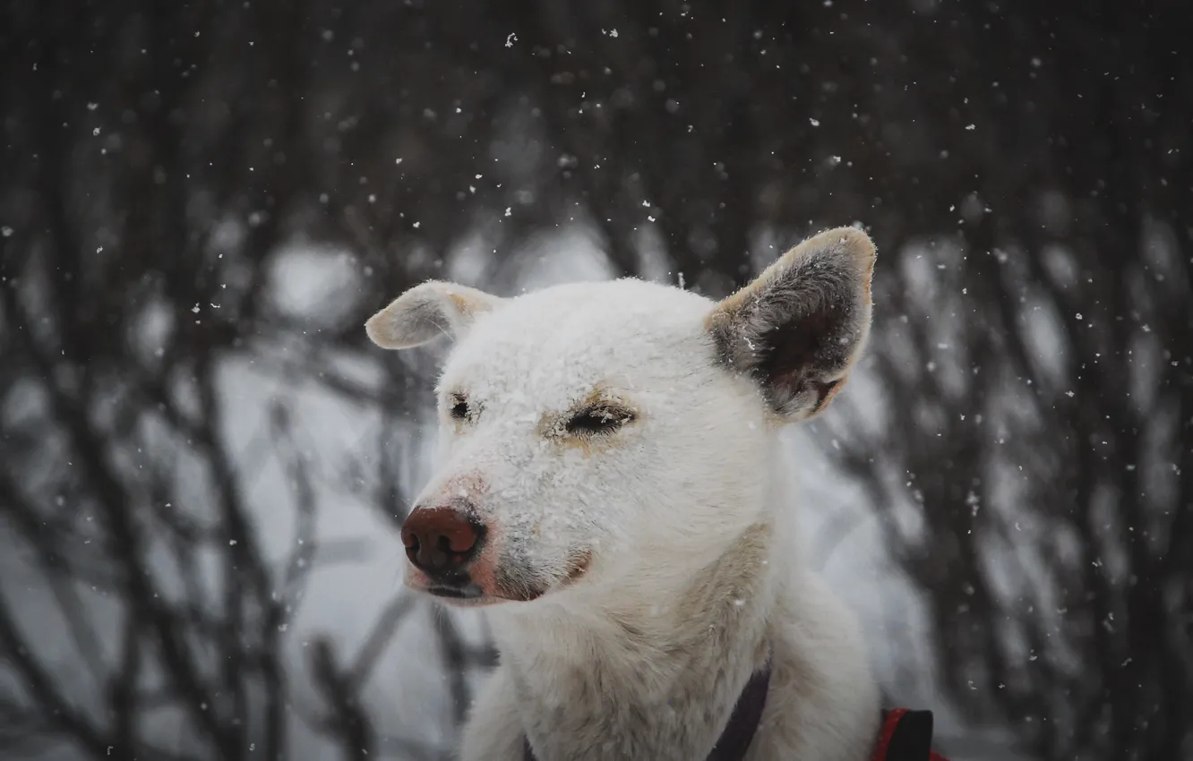 Photo wallpaper each, dog, snowfall
