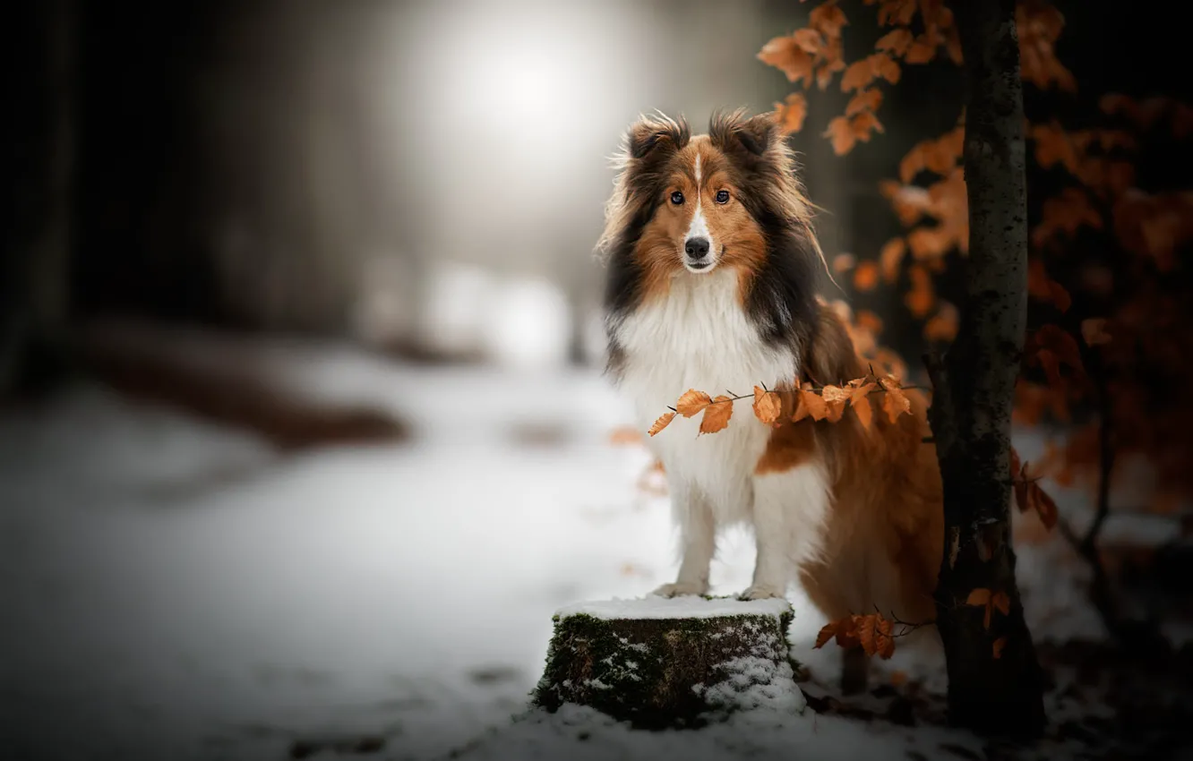 Photo wallpaper winter, forest, look, face, leaves, snow, trees, branches