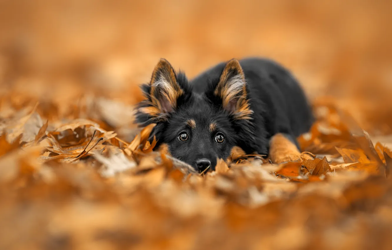 Photo wallpaper dog, look, portrait, pose, face, nature