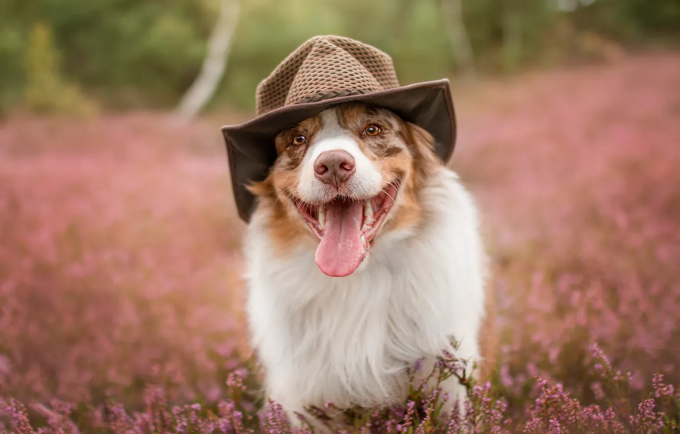 Photo wallpaper language, summer, face, nature, dog, hat, walk, Australian shepherd