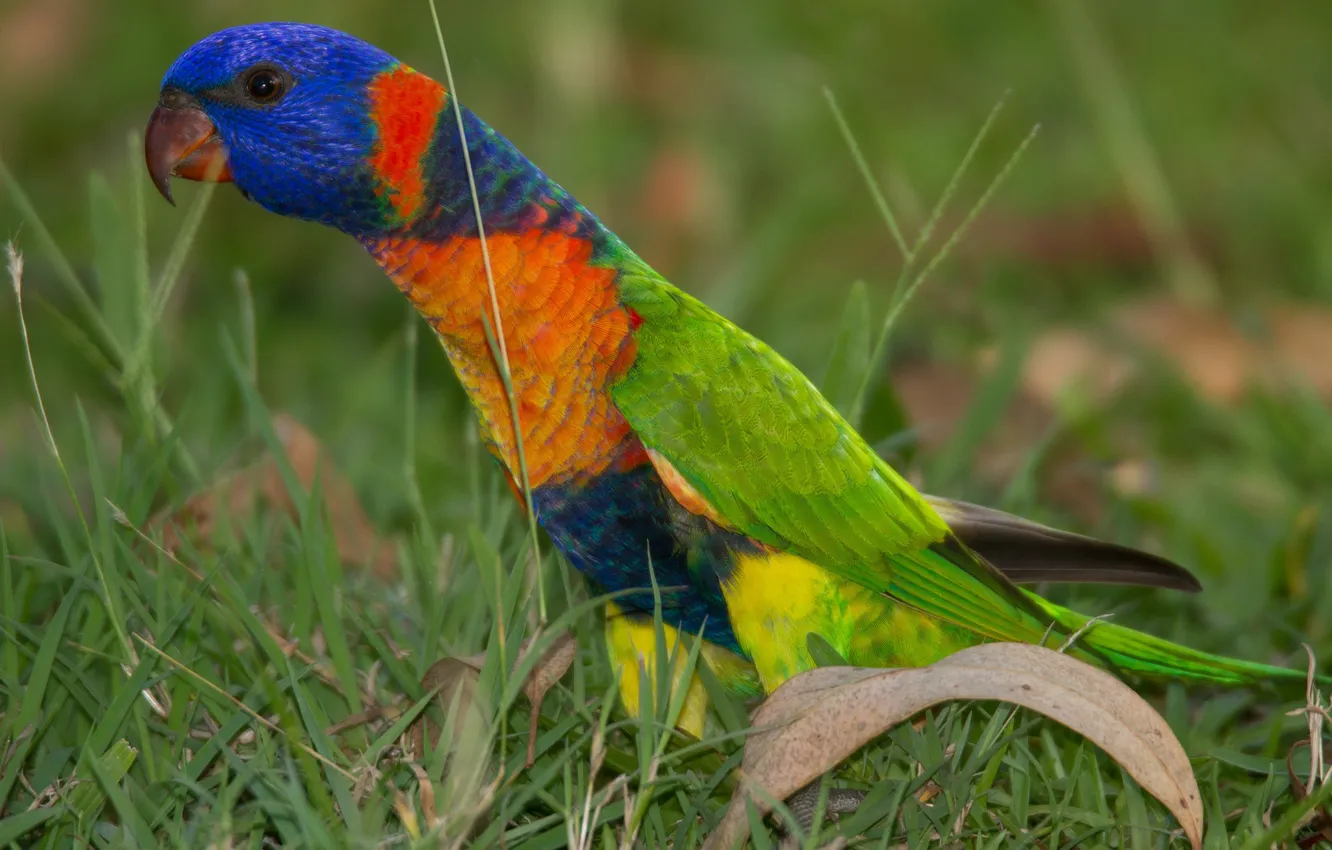 Photo wallpaper grass, bird, parrot